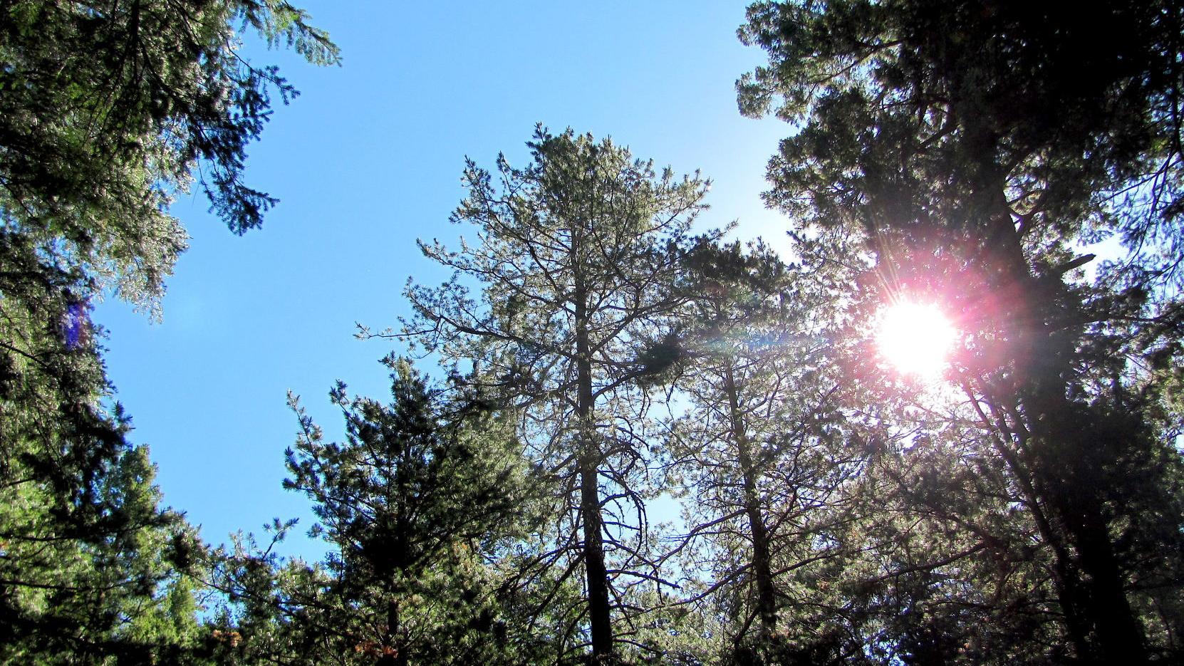 Escape Tucson's summer heat and find beauty in Bear Wallow